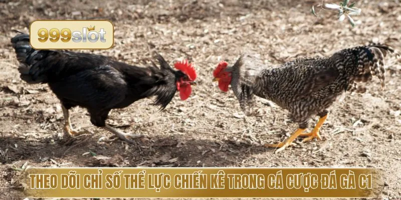 Theo dõi chỉ số thể lực chiến kê trong cá cược đá gà C1
